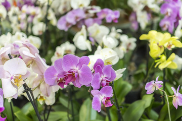 Fototapeta na wymiar branch of a white orchid, beautiful tropical flower