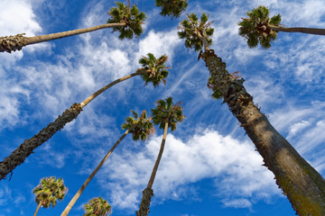 Wide angle view of palm trees against blue sky