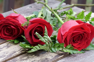 Red Rose Closeup