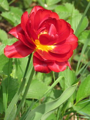 Full-flowered tulip, rich blossom in red and yellow