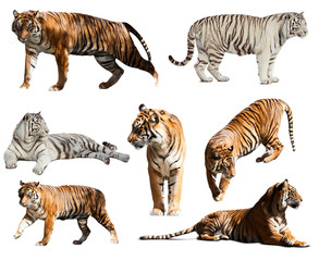  set of tigers. Isolated over white