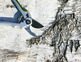 still life of garden tool pruner lies on the background texture of the wood of white birch with a rough surface