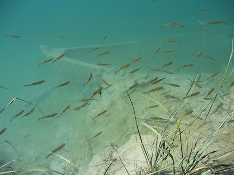 Untergegangenes Boot und Fische.