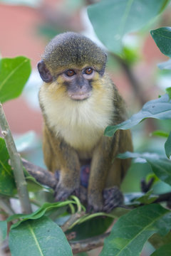 Miopithecus talapoin - Cercopiteco nano del sud