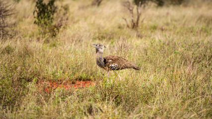 Kori bustard (Ardeotis kori struthiunculus) walking in grass. Tsavo east national park, Kenya