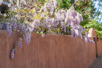 Obraz premium Wisteria over adobe wall santa fe new mexico
