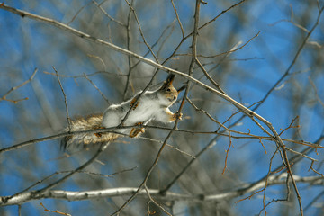Squirrel perched on the branch of a tree in a forest