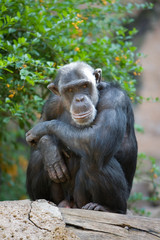 Pan troglodytes - Scimpanze