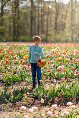 Boy Picking Tulips