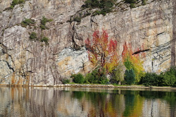 ivy on the cliff near the water