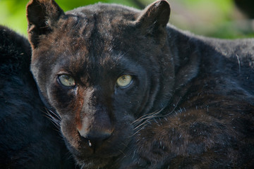 Panthera pardus melas - Leopardo di Giava (melanico) © Il Ciuicì