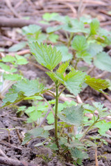 Young Nettle Close-up