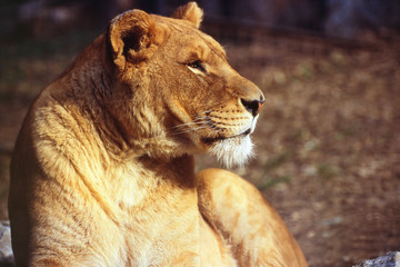 Panthera leo - Leone
