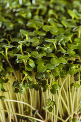 Ecologically clean food. Microgreen on a white background (close)