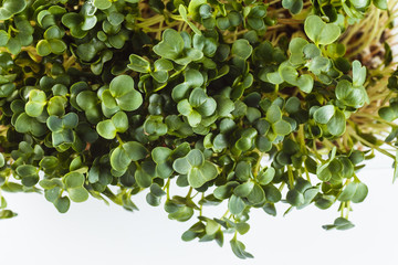 Ecologically clean food. Microgreen on a white background (close)