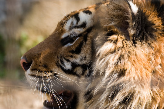 Panthera tigris altaica - Tigre siberiana