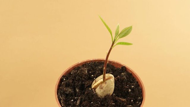 Sprout avocado in a pot against the sand-colored background 