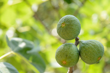 Figs