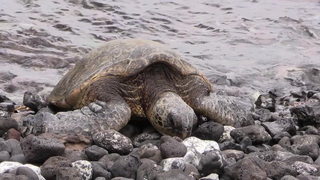 Green Sea turtle on a Rocky Maui beach