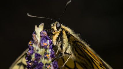 Schwalbenschwanz von vorne auf Lavendel © AL-U-MA