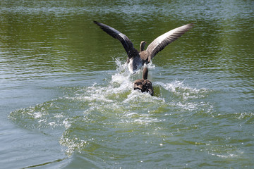 Aggression between a pair of greylag geese