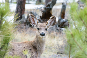 Wild Deer on the High Plains of Colorado