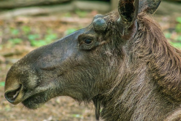głowa łosia © Henryk Niestrój