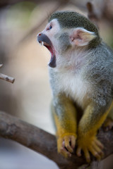 Saimiri sciureus - Saimiri scoiattolo