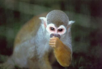 Saimiri sciureus - Saimiri scoiattolo