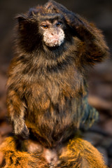 Sanguinus fuscicollis - Tamarino mantello marrone