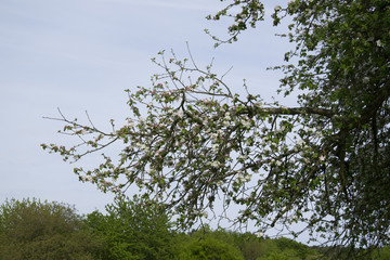 blooming tree on green meadow