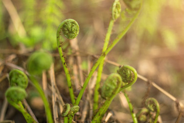 Spiral of young sprouts fern in spring in sunlight closeup