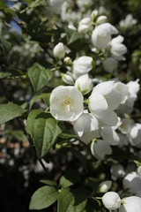 fiori bianchi