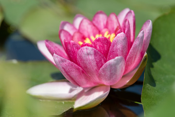 Seerosenbl&uuml;te im Biotop