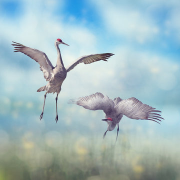 Pair of Sandhill Cranes courtship dance