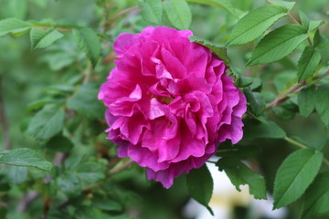  The pink rose blooms