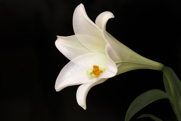 Obraz premium A White Lily Flower