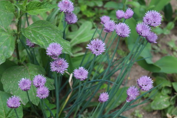Obraz premium Brightly lilac flowers bloom in the flowerbed