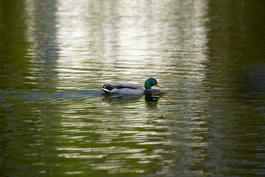 ein einsamer Erpel schwimmt im Teich.a lonely drake swims in the pond