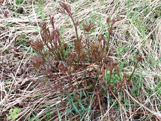 the first spring grass grows through dry leaves
