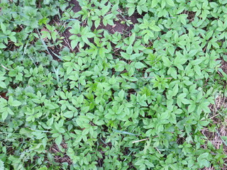 the first spring grass grows through dry leaves