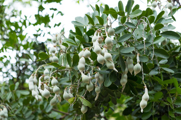 Tree with Pods and Leaves