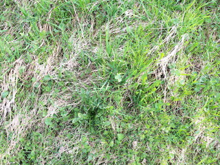 the first spring grass grows through dry leaves