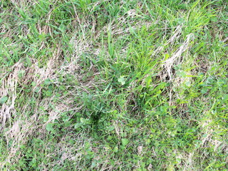 the first spring grass grows through dry leaves