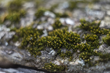 Moss and lichen on the bark of the old tree. Spring forest, greenery, beauty. Photo is good for a banner, booklet or high-resolution photo wallpapers.