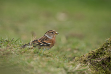 Female Brambling on a grass