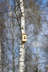 Birdhouse on a tree in a birch grove