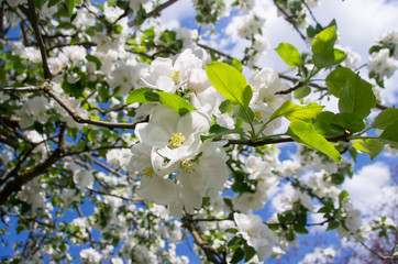 Apfelbaumblüte im Frühling