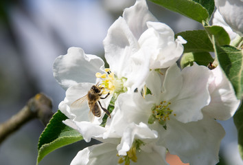 Schöner alter Apfelbaum mit alter Obstsorte in Blüte - in einem bayerischen Dorf mit Biene