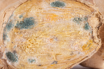 Closeup of moldy ginger root